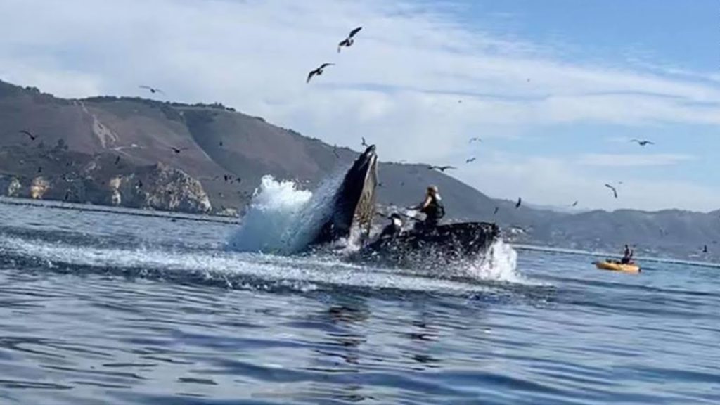 ΗΠΑ: Βίντεο δείχνει γιγαντιαία φάλαινα να αρπάζει δύο γυναίκες μέσα στο στόμα της
