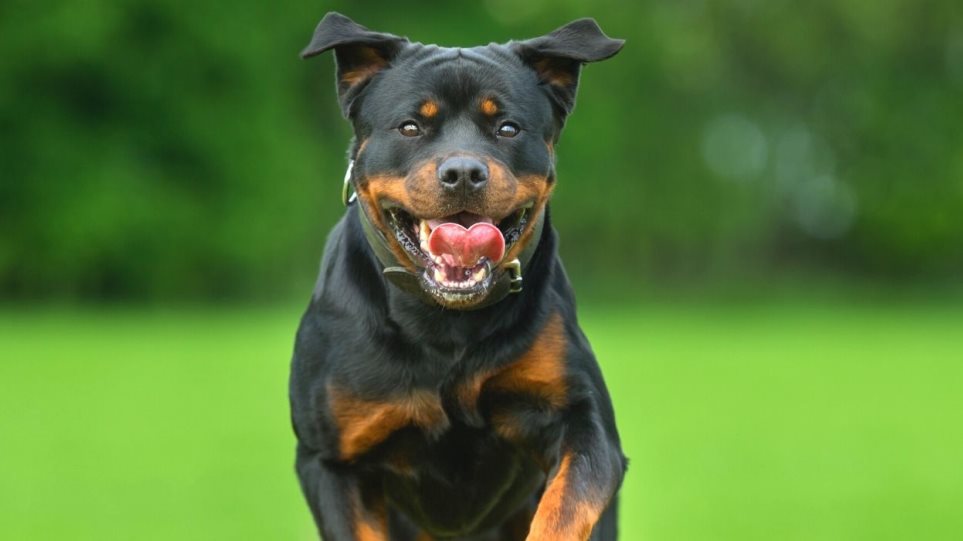 Εύβοια: Ελεύθερος μετά τον σχηματισμό δικογραφίας ο ιδιοκτήτης του ροτβάιλερ που επιτέθηκε στον 6χρονο