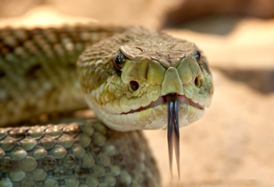 Νάξος: Τρόμος για κάτοικο που ήρθε αντιμέτωπος με φίδι!