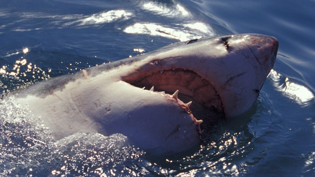 Συγκλονιστικό βίντεο: Δείτε φάλαινες όρκες να σκοτώνουν μεγάλο λευκό καρχαρία