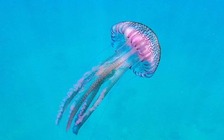 Οι βοριάδες «διώχνουν» τις μέδουσες από τις ελληνικές παραλίες