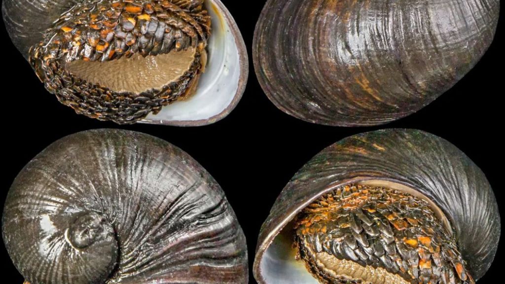 Ινδικός Ωκεανός: Ανακαλύφθηκε στον βυθό σαλιγκάρι με… «σιδερένια πανοπλία»