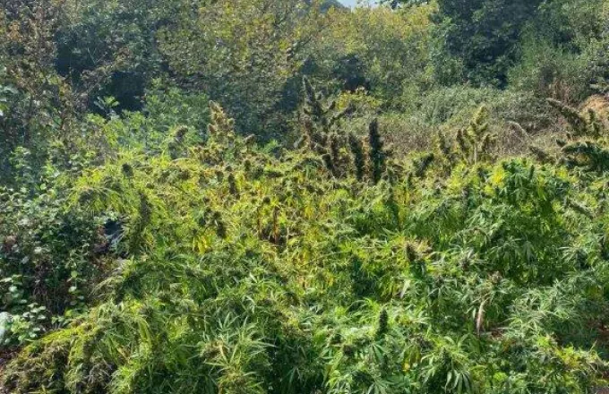 Βρέθηκαν οι ιδιοκτήτες φυτείας κάνναβης – Καλλιεργούσαν 4.325 δενδρύλλια στην Ανδρίτσαινα