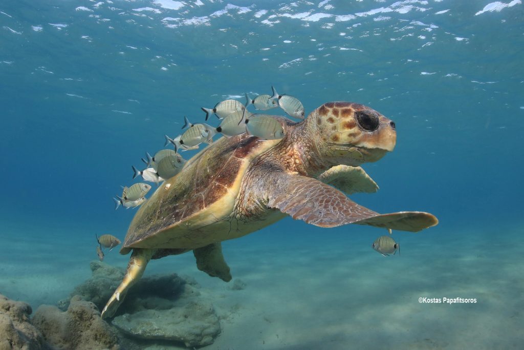 Φλόριντα: Γιατί οι θαλάσσιες χελώνες γεννιούνται σχεδόν όλες θηλυκές
