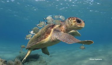 Φλόριντα: Γιατί οι θαλάσσιες χελώνες γεννιούνται σχεδόν όλες θηλυκές