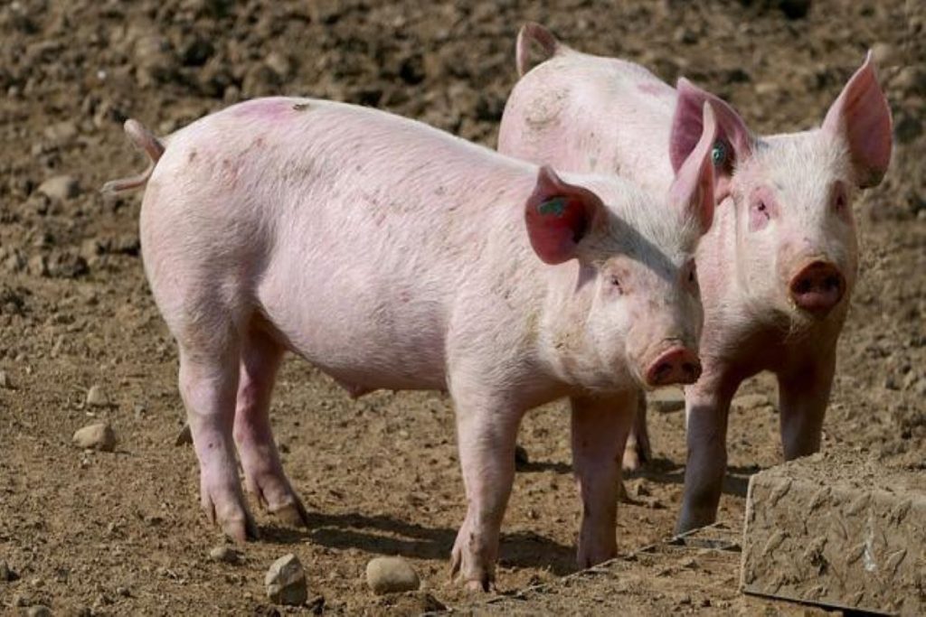 Επιστήμονες του Yale University «ζωντάνεψαν» όργανα από νεκρά γουρούνια