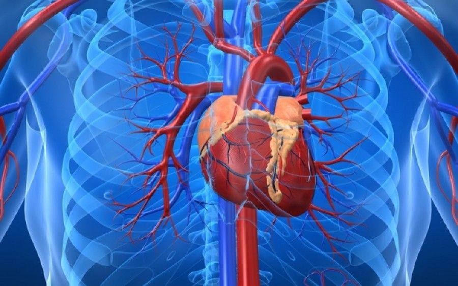 Καρδιά: 10+7 ενδιαφέροντα δεδομένα που όλοι πρέπει να γνωρίζουμε