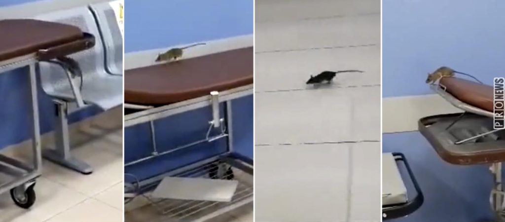 Eλληνικά νοσοκομεία 2022: Ποντίκια τρέχουν «χαρούμενα» στους διαδρόμους (βίντεο)
