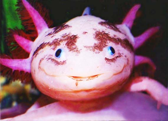 Axolotls: Ένα «χαμογελαστό» ψάρι με… χέρια! (φωτο)
