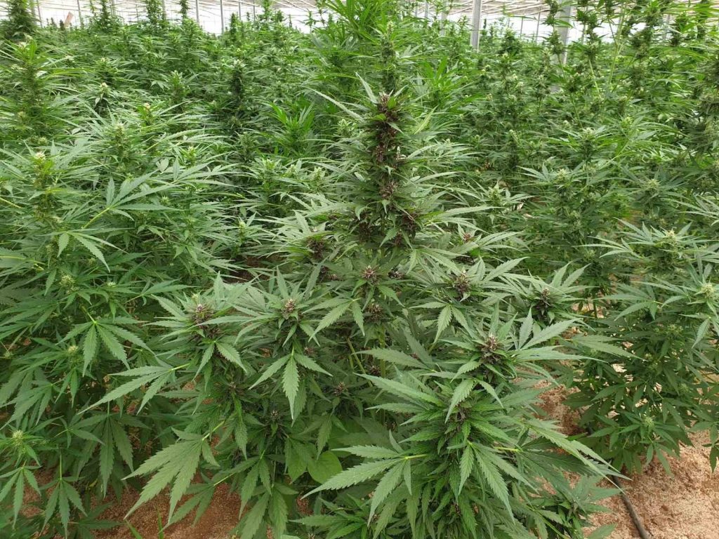 Λάρισα: Βρήκαν τρεις φυτείες-μαμούθ κάνναβης με 2.193 δενδρύλλια – Συνελήφθη 30χρονος