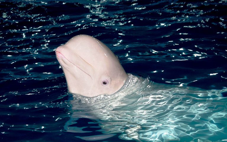 Γαλλία: Φάλαινα μπελούγκα εντοπίστηκε στον Σηκουάνα