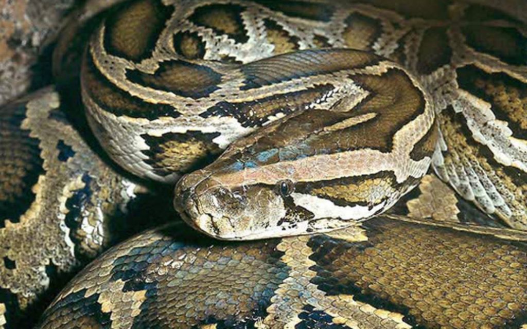 Florida Python Challenge: Ξεκινά ο ετήσιος διαγωνισμός κυνηγιού του βιρμανικού πύθωνα