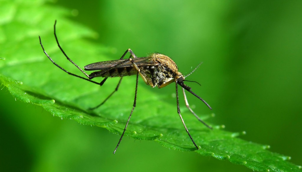 Κουνούπια: Έτσι θα τα εξαφανίσετε από τον κήπο και το σπίτι σας