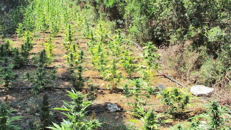 Λάρισα – φυτείες-μαμούθ: Oι καλλιέργειες των Αλβανών είχαν έκταση 7 στρεμμάτων – Δείτε φωτογραφίες