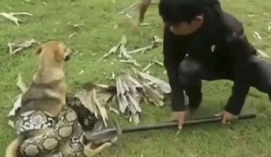 Συγκλονιστικό βίντεο: Η μάχη μικρών παιδιών για να σώσουν τον σκύλο τους από ένα πύθωνα που τον σφίγγει «μέχρι θανάτου»