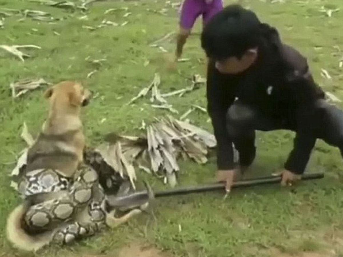 Συγκλονιστικό βίντεο: Η μάχη μικρών παιδιών για να σώσουν τον σκύλο τους από ένα πύθωνα που τον σφίγγει «μέχρι θανάτου»