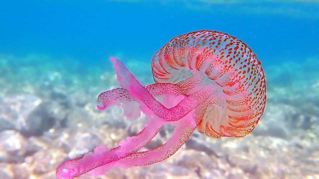 Εντυπωσιακό βίντεο: Εντοπίστηκε μέδουσα μεγαλύτερη από… μπάλα ποδοσφαίρου