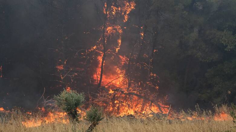 Φωτιά στη Φθιώτιδα – Καίγονται ξερά χόρτα και πουρνάρια