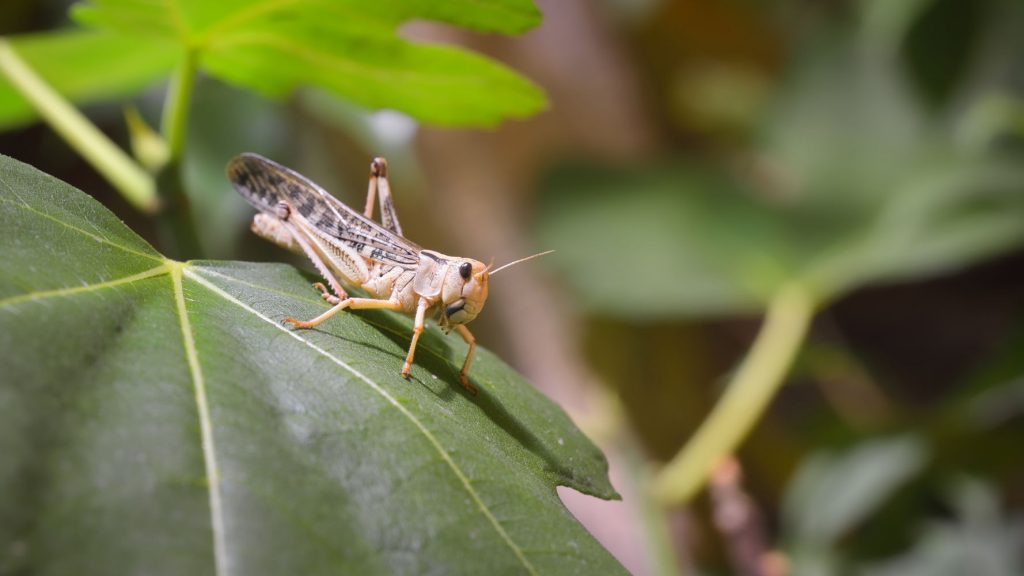 Οι ακρίδες θα μπορούσαν να ανιχνεύσουν τον καρκίνο στο αρχικό του στάδιο