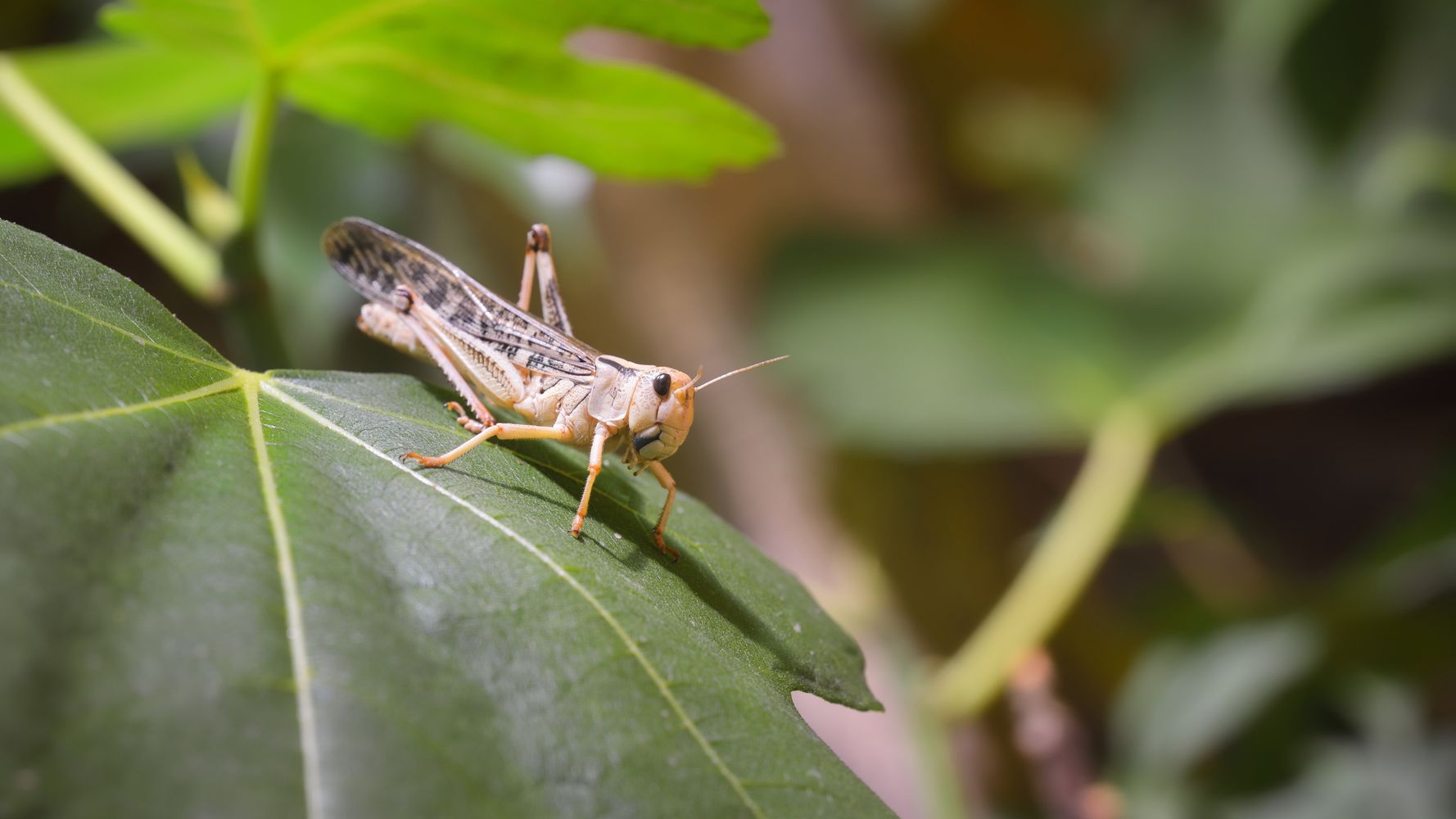 Οι ακρίδες θα μπορούσαν να ανιχνεύσουν τον καρκίνο στο αρχικό του στάδιο