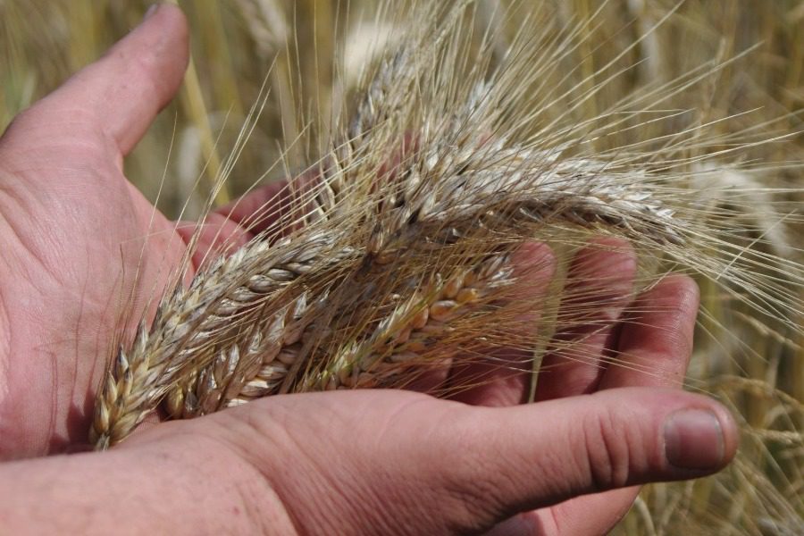 Το τεστ εγκυμοσύνης των αρχαίων Αιγυπτίων πριν από σχεδόν 3.500 χρόνια