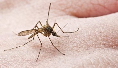 Αυτά είναι τα 5 μυστικά για να μην σε τσιμπούν τα κουνούπια