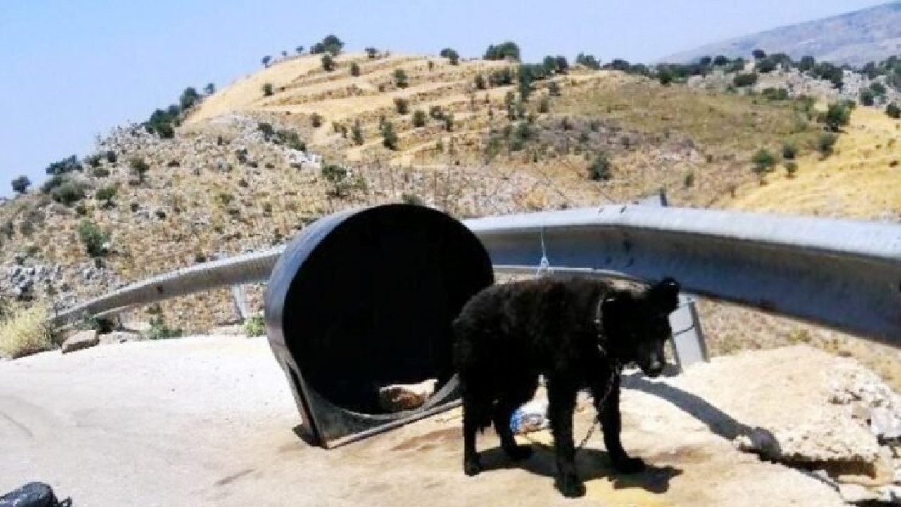 Χανιά: Συνελήφθη «κηδεμόνας» βαρελόσκυλου – Το είχε δεμένο χωρίς τροφή και νερό