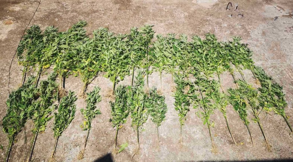 Αλβανικές «επενδύσεις»: Μεταφέρουν την καλλιέργεια χασίς από  την Αλβανία στην Ελλάδα