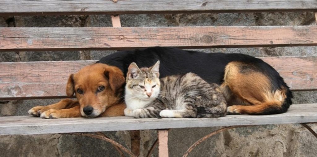 Εθνικό Μητρώο Ζώων Συντροφιάς: Οι αλλαγές που φέρνει – Οι ψηφιακές του υπηρεσίες