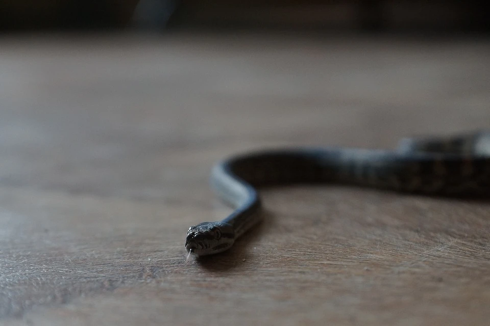 Κοζάνη: Φίδι «τρύπωσε» σε σπίτι στην – Τη λύση έδωσε αστυνομικός εκτός υπηρεσίας (βίντεο)