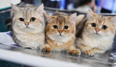 Μελέτη: Σχέση μεταξύ ενός κοινού παρασίτου στις αδέσποτες γάτες και της ψύχωσης