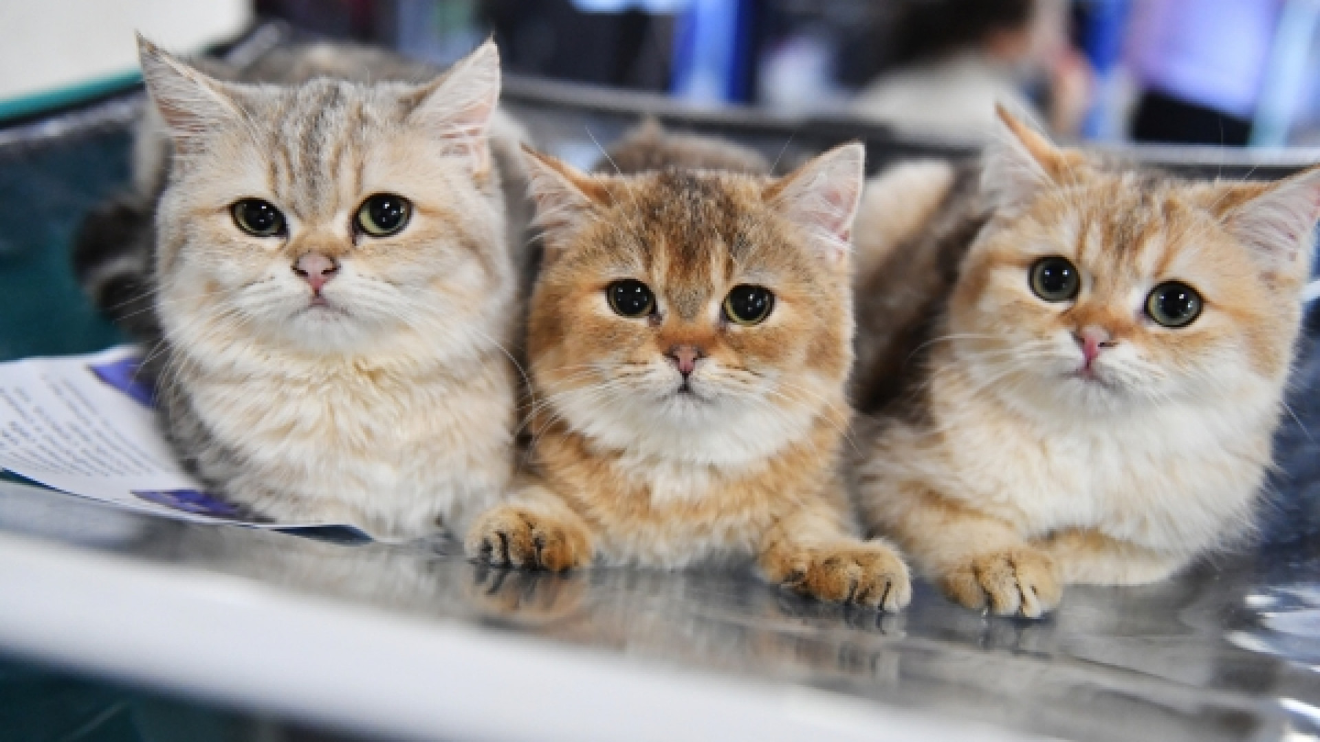 Μελέτη: Σχέση μεταξύ ενός κοινού παρασίτου στις αδέσποτες γάτες και της ψύχωσης