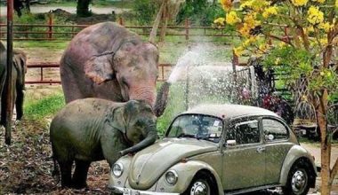 Ελέφαντες σε περίεργες καταστάσεις προκαλούν θαυμασμό και… γέλιο (φωτο)