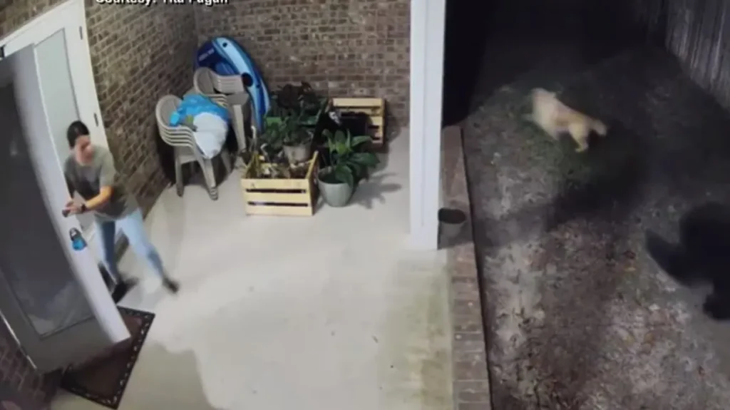 Φλόριντα: Εμφανίστηκε αρκούδα και άρχισαν να την τρομοκρατούν για να σώσουν τον σκύλο τους (βίντεο)