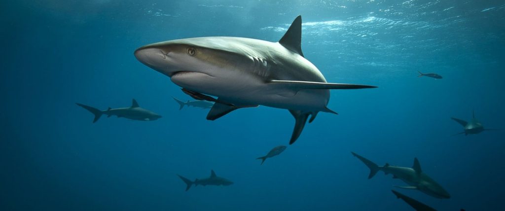 Μπαχάμες: 8χρονος δέχθηκε επίθεση από καρχαρίες