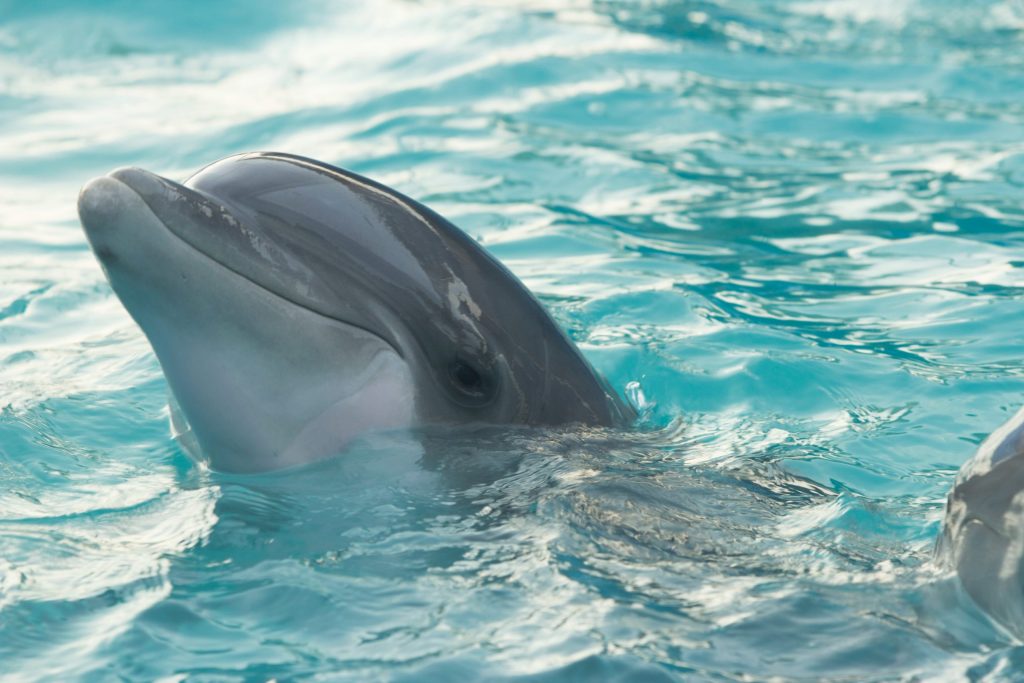 Φωκίδα: Δελφίνια έδωσαν «παράσταση» μπροστά σε δεκάδες λουόμενους (βίντεο)