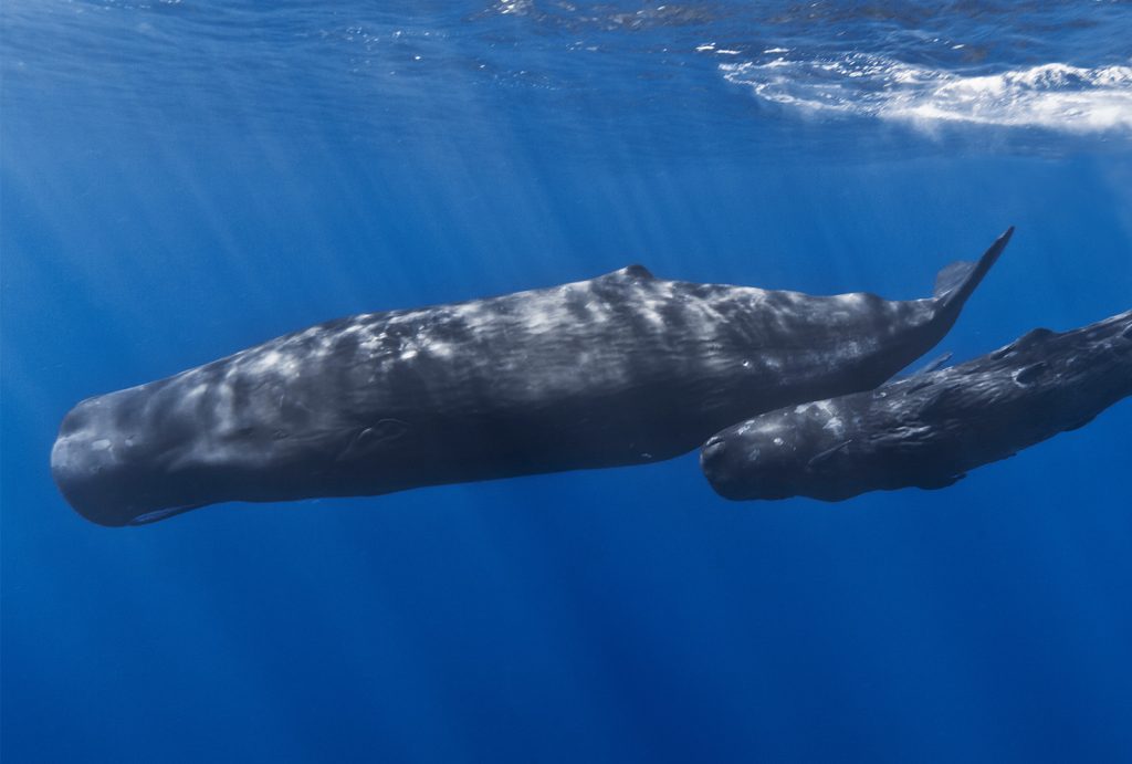 Εντοπίστηκε φάλαινα φυσητήρας στα ανοιχτά της Κύπρου (βίντεο)