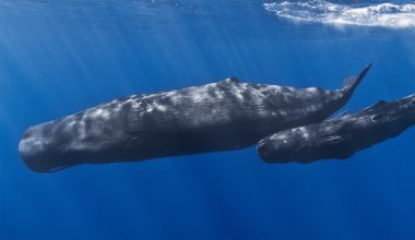 Εντοπίστηκε φάλαινα φυσητήρας στα ανοιχτά της Κύπρου (βίντεο)