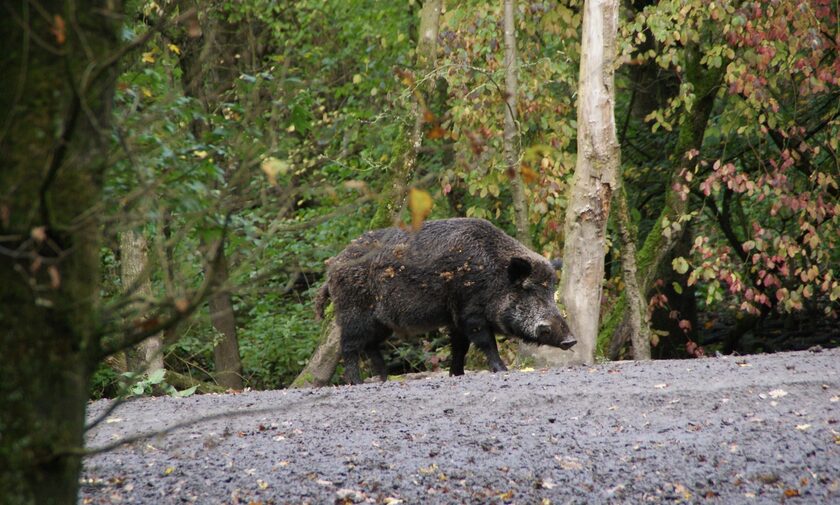 Φθιώτιδα: Με ποιον τρόπο τα αγριογούρουνα μπορεί να προκάλεσαν την πυρκαγιά στο Λογγίτσι