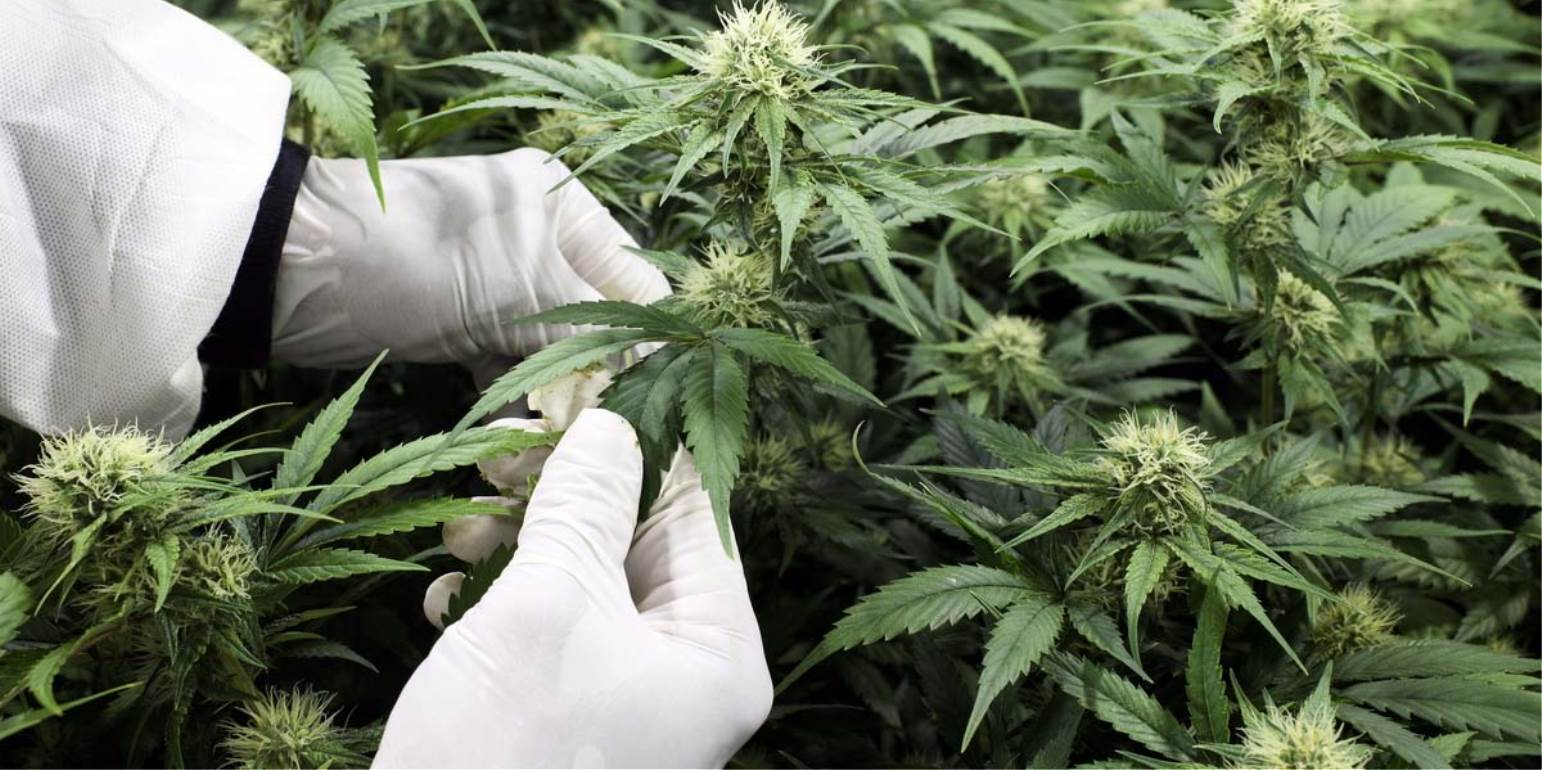 Φυτεία με περισσότερα από 140 δενδρύλλια κάνναβης εντοπίσθηκε στη Χαλκιδική