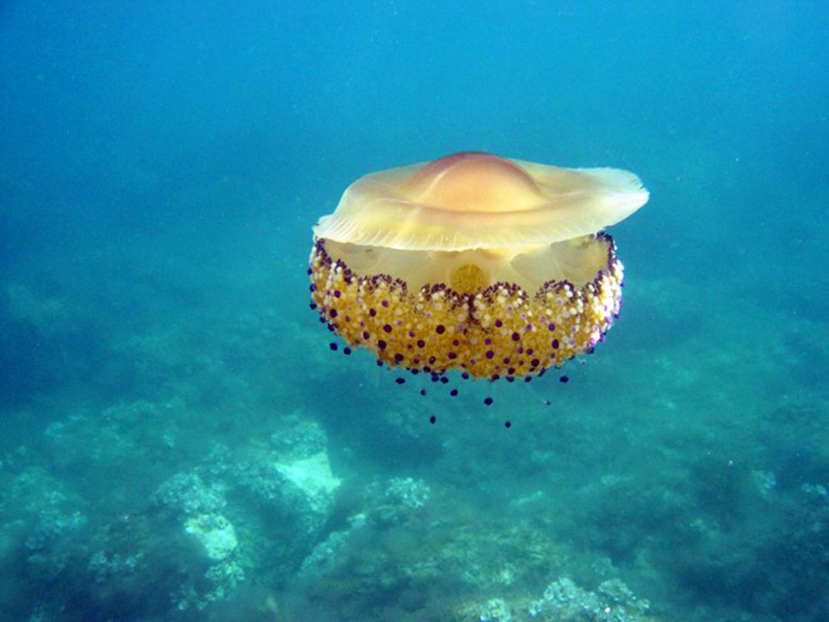 Σπάνιο φαινόμενο στη Χαλκίδα: Δείτε «στρατιά» από μέδουσες να διασχίζει τα «τρελά νερά» (βίντεο)