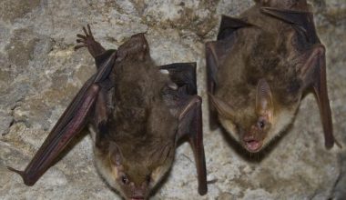 Κορωνοϊός: Στις νυχτερίδες κρύβεται η προέλευση σύμφωνα με έρευνα