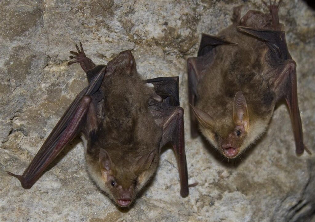 Κορωνοϊός: Στις νυχτερίδες κρύβεται η προέλευση σύμφωνα με έρευνα