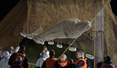 Γαλλία: Απεγκλωβίστηκε από τον ποταμό Σηκουάνα παγιδευμένη φάλαινα Μπελούγκα (βίντεο)