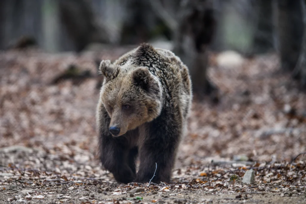 Τουρκία: Αρκουδάκι κατανάλωσε μεγάλη ποσότητα μελιού και παραισθησιογόνων ουσιών (βίντεο)
