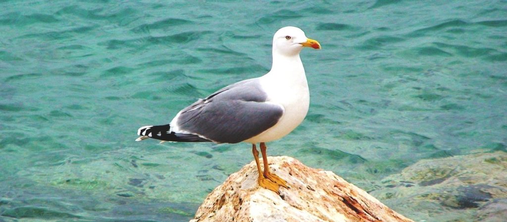 Ένας γλάρος πήρε κυριολεκτικά τη μπουκιά από το στόμα ενός αμέριμνου άνδρα που έτρωγε (βίντεο)