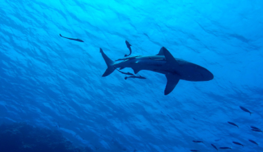 Μπαχάμες: Καρχαρίες επιτέθηκαν σε οκτάχρονο Βρετανό – Πώς τον έσωσε η αδερφή του