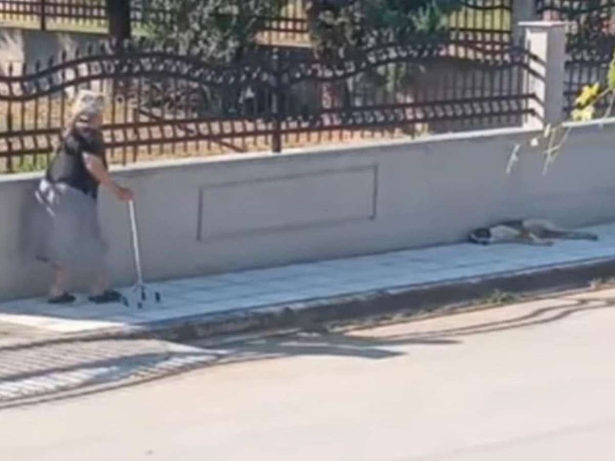 Αντιδράσεις για την 75χρονη που πέταξε μπαστούνι σε σκύλο – Σχηματίστηκε δικογραφία σε βάρος της (βίντεο)