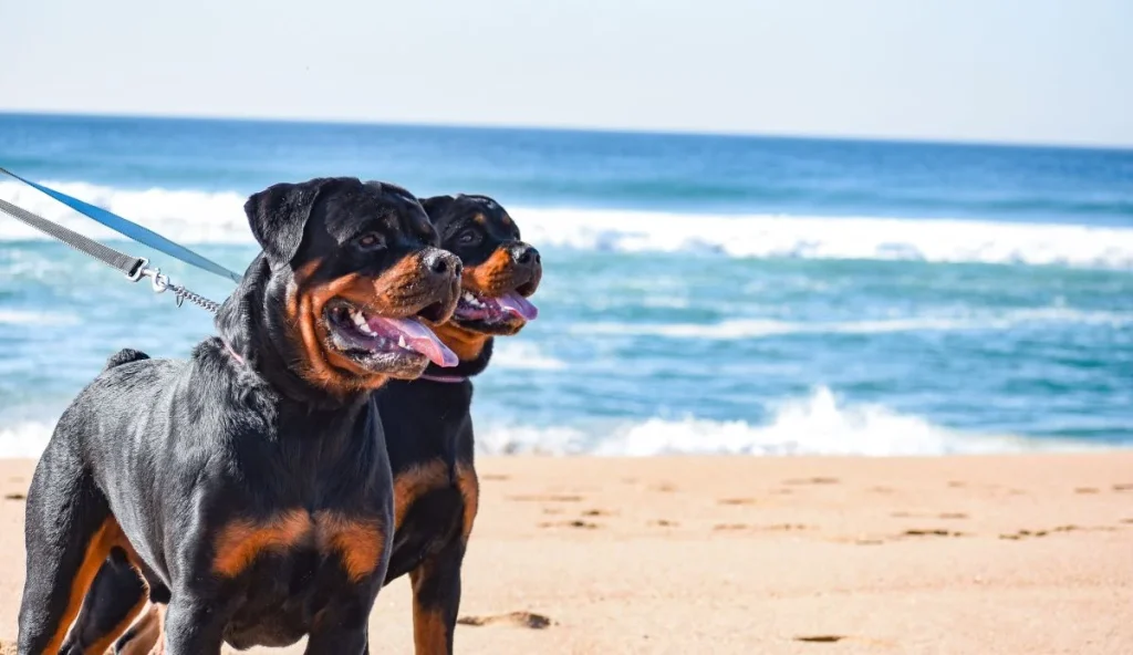 Γαύδος: Τα ροτβάιλερ είχαν επιτεθεί και σε έναν άνδρα παλαιότερα στο νησί