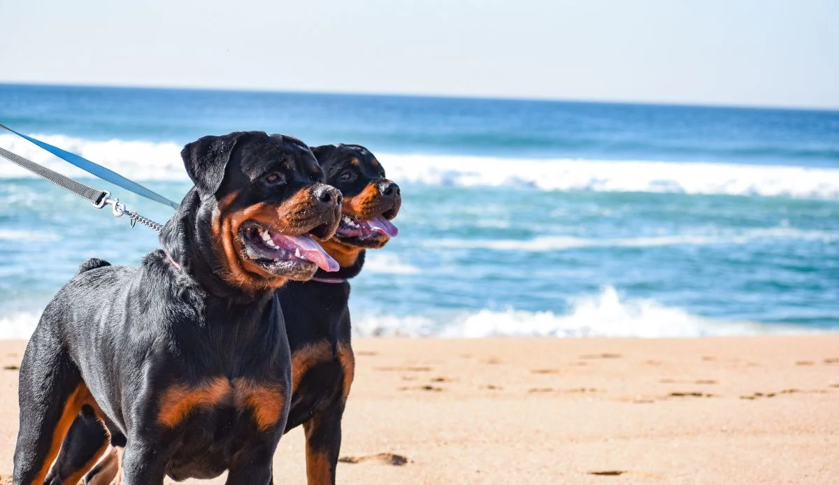 Γαύδος: Τα ροτβάιλερ είχαν επιτεθεί και σε έναν άνδρα παλαιότερα στο νησί